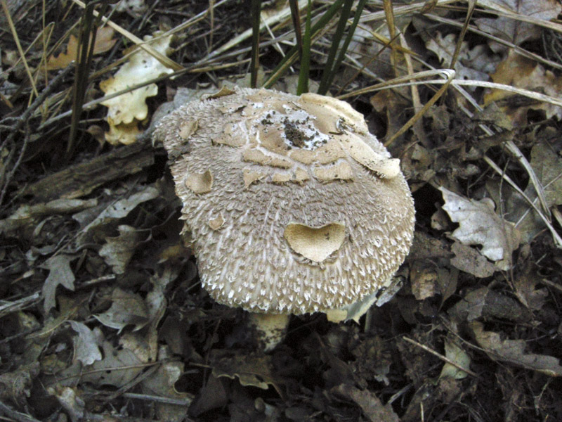 Echinoderma  asperum?